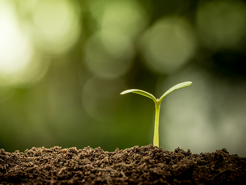 Small green plant sprouting out of dirt