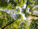 Forest view from below