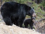 Black bear in the wild