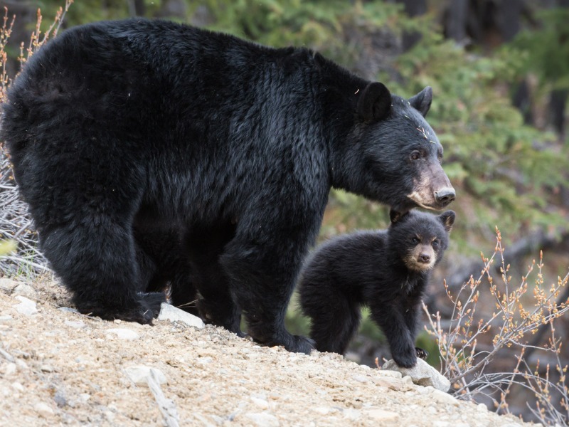 Black bear in the wild