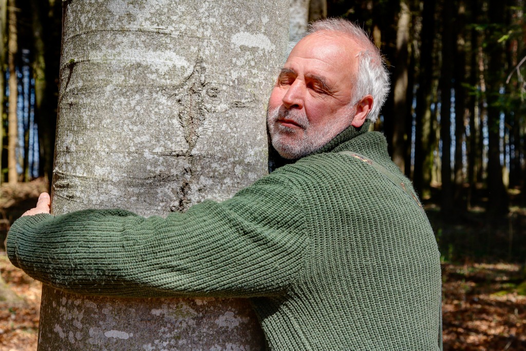An older man lovingly hugs a tree trunk and feels relaxed and good. Hugging a tree is good for the immune system, protects against heart attack, depression, stress and burnout.