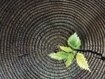 investment growth