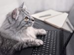 Cat looking at screen